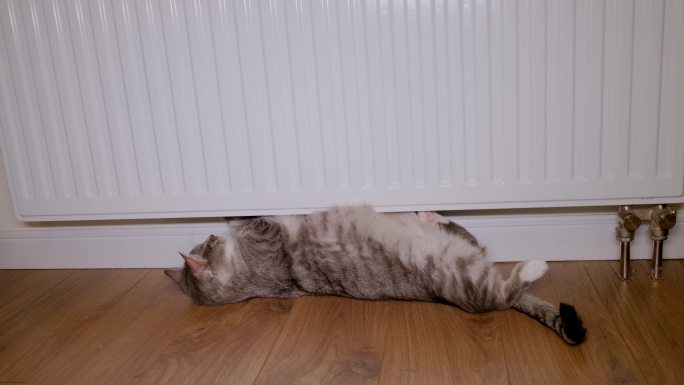 小猫在加热电暖旁取暖