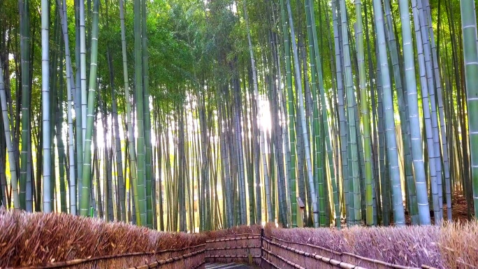 京都荒山竹林步行竹隧道