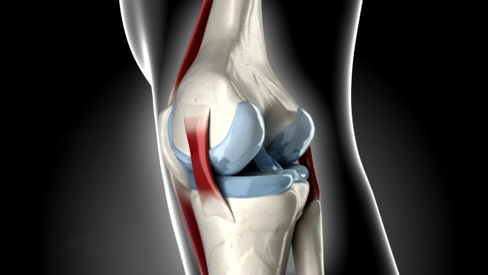 膝关节韧带和关节的三维解剖