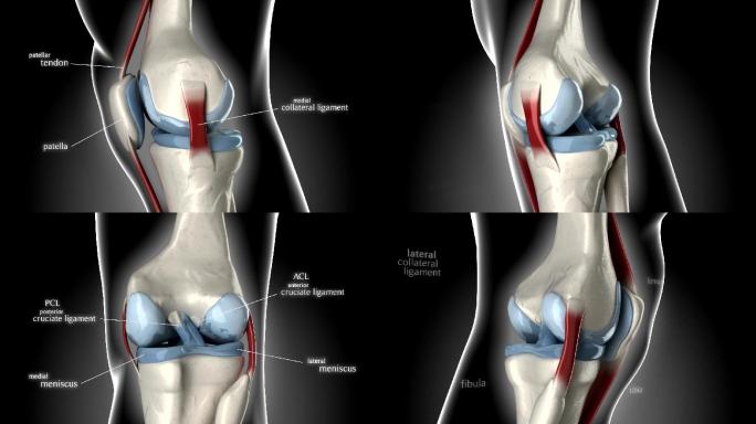 膝关节韧带和关节的三维解剖