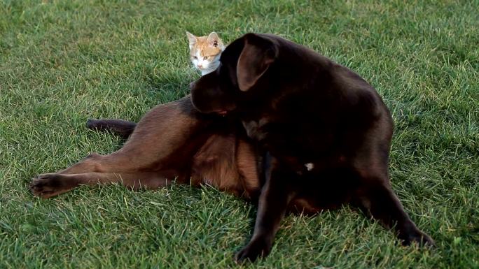 有棕色拉布拉多犬的橙色小猫