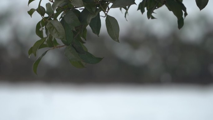 下雪雪花升格唯美氛围