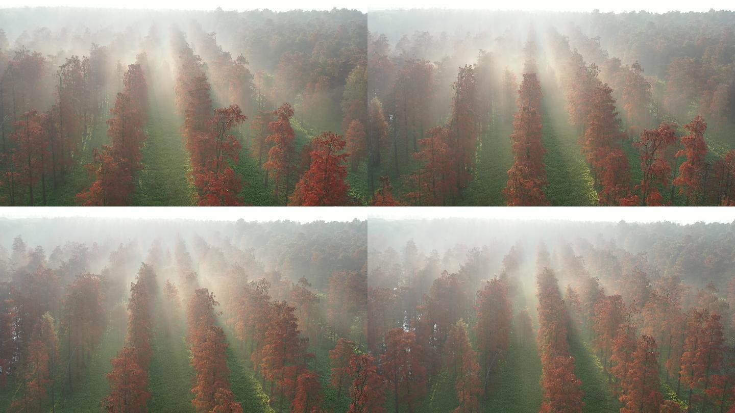 4K原素材-航拍冬日清晨薄雾红树林森林