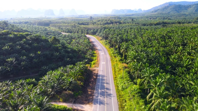 道路和棕榈树三亚厦门青岛风景海南海岛