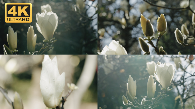 【4K】玉兰花花蕾，玉兰华花苞，玉兰特写