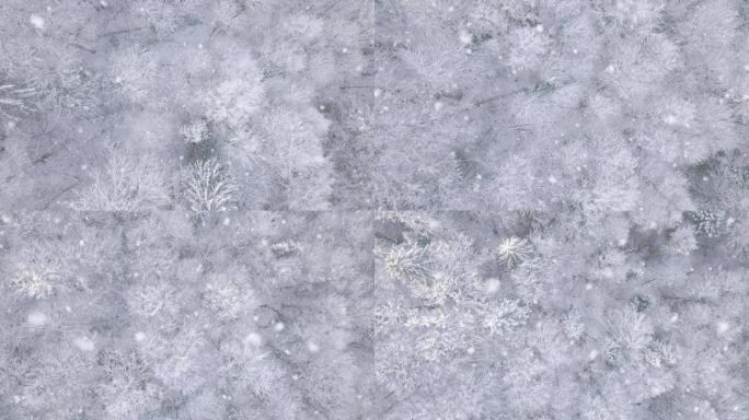 森林降雪鸟瞰图风光美景树林大自然雪花飘落