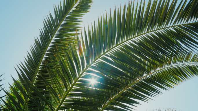 在微风中的棕榈树叶子，阳光照耀