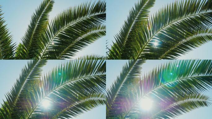 在微风中的棕榈树叶子，阳光照耀
