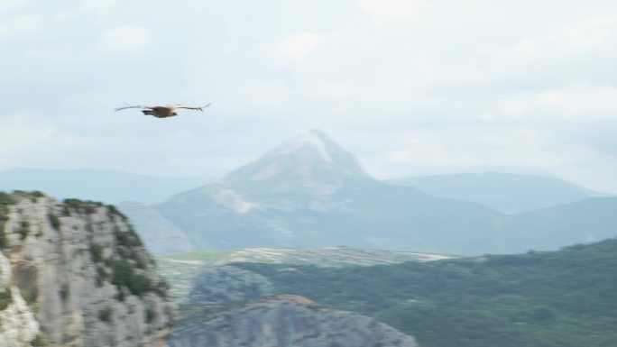 猛禽飞越法国普罗旺斯威尔登峡谷国家公园