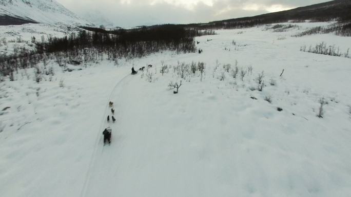 哈士奇狗雪橇队比赛无人机镜头