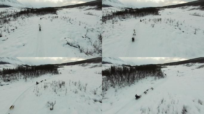 哈士奇狗雪橇队比赛无人机镜头