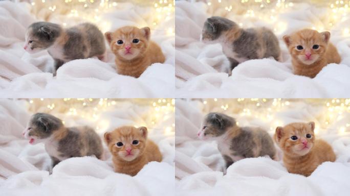 两只小猫躺在毛毯上四处张望