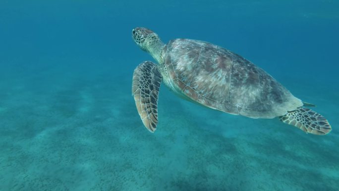 海龟海龟海洋生物游来游去水