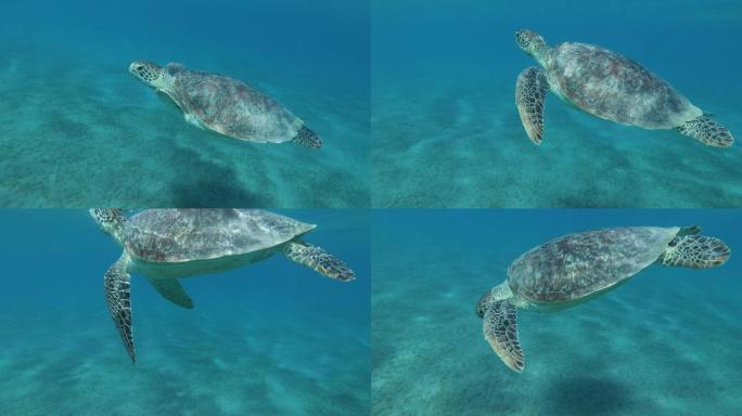海龟海龟海洋生物游来游去水