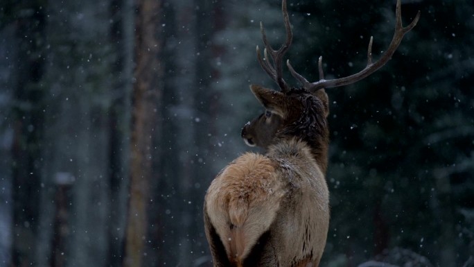 麋鹿，冬季降雪野生动物世界国家保护大自然