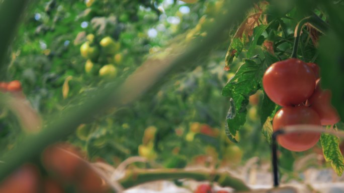 西红柿在温室里生长