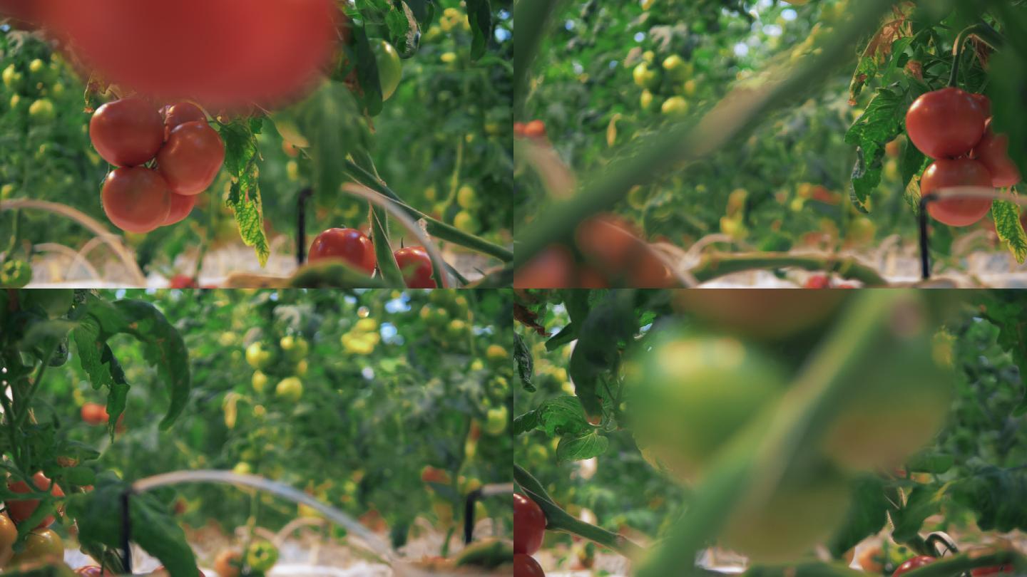 西红柿在温室里生长