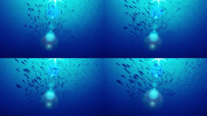 一群背部为蓝色的黄尾梭鱼