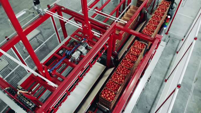机械输送机运输西红柿箱的俯视图