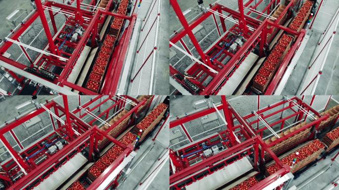 机械输送机运输西红柿箱的俯视图