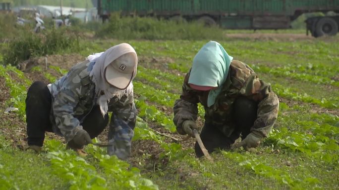 农村妇女在田地里劳作锄地拔草