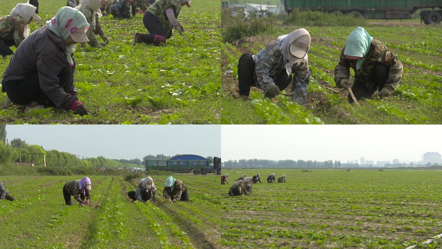 农村妇女在田地里劳作锄地拔草