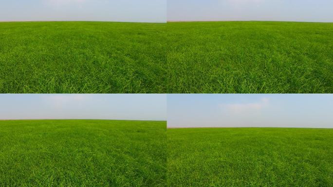 鄱阳湖的大片绿草地