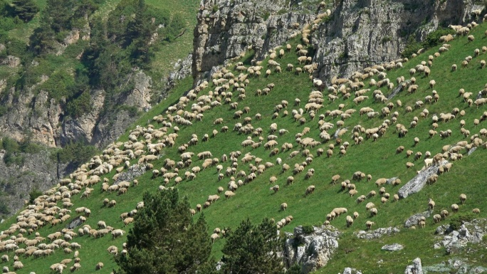 一群羊在山上吃草山坡山腰半山坡牧羊