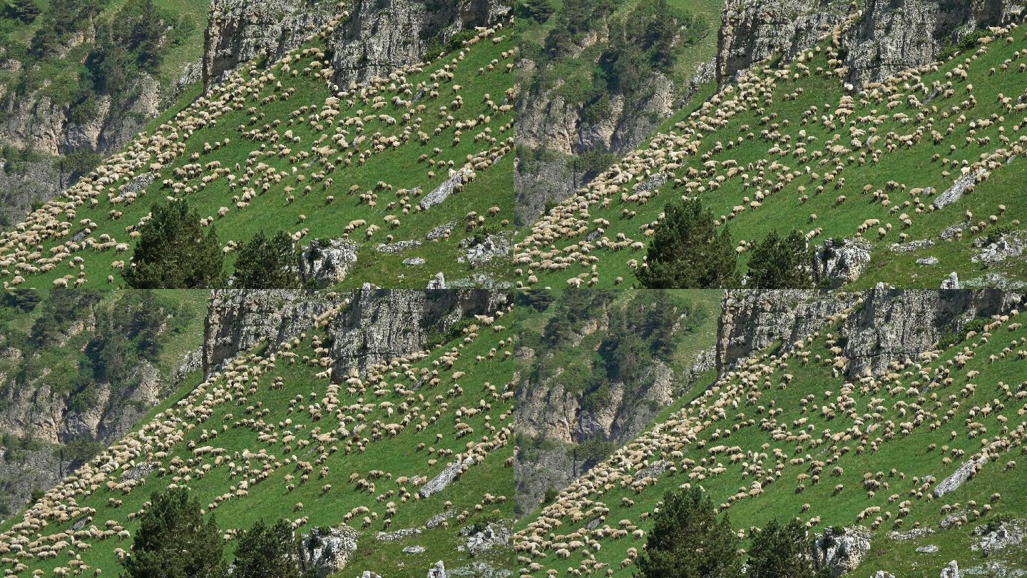 一群羊在山上吃草山坡山腰半山坡牧羊