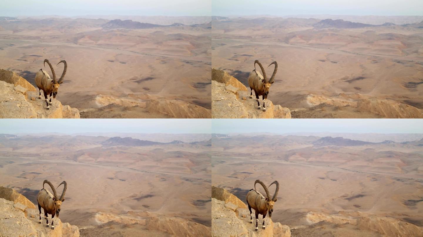 沙漠中的野山羊大自然自然栖息地生态环境