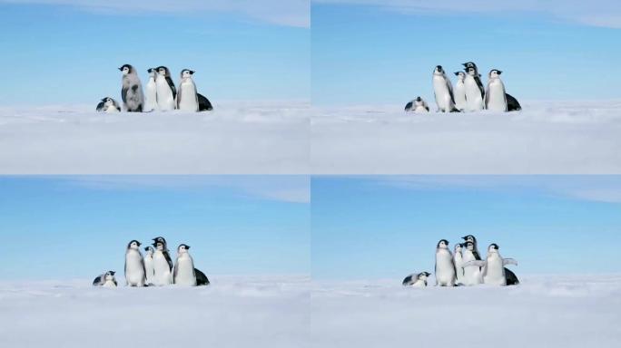 南极企鹅山