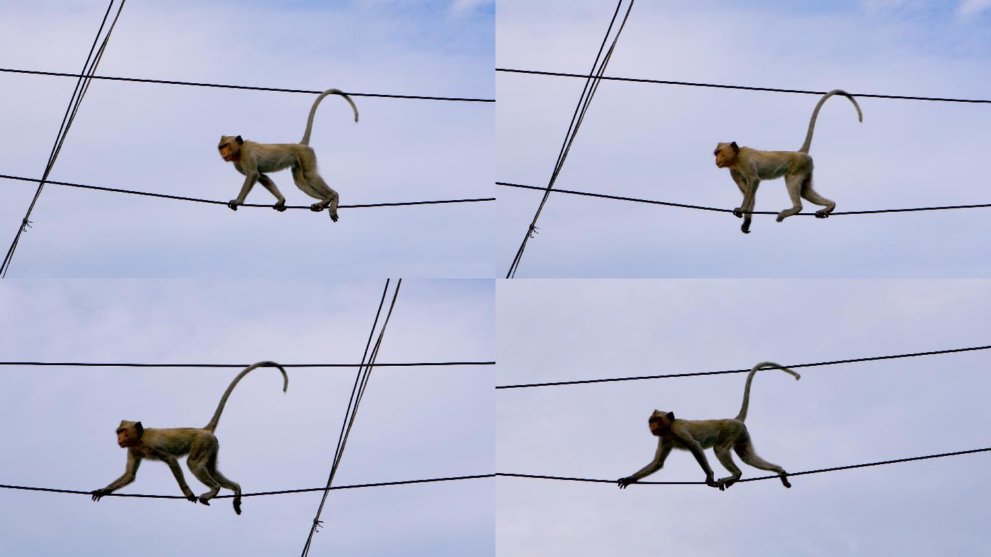 猴子爬电线