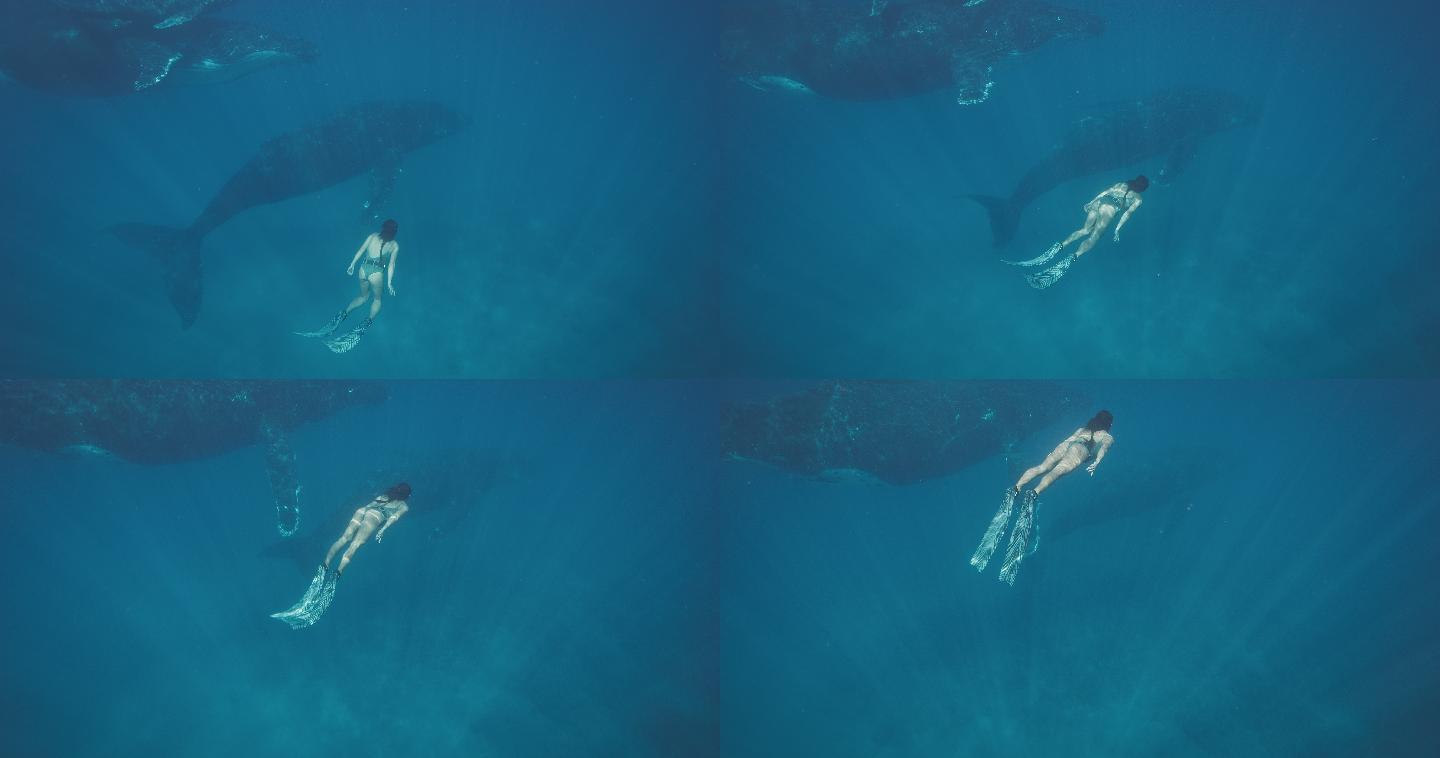 一名潜水员，与座头鲸一起在海底游泳