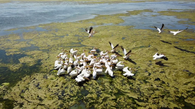 多瑙河三角洲盐湖上的大群白色鹈鹕