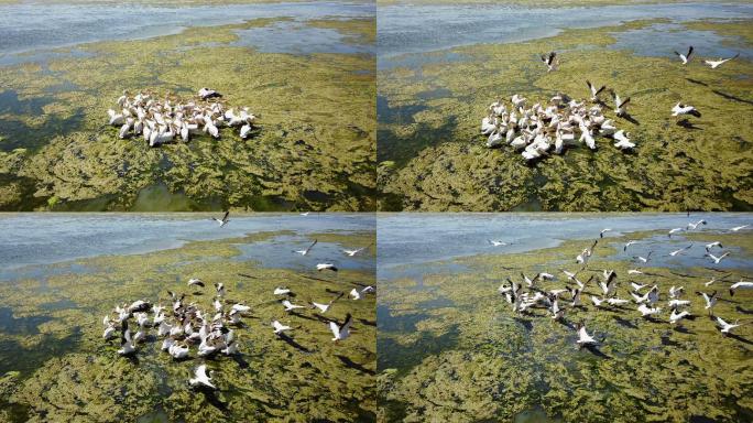 多瑙河三角洲盐湖上的大群白色鹈鹕