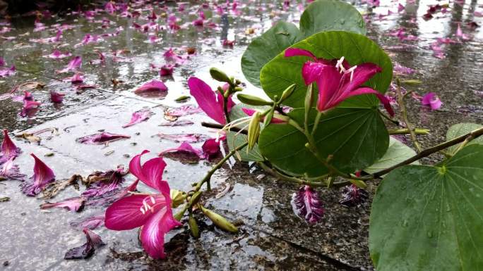 紫荆花扶桑花佛槿花落叶雨花扫地下雨花开
