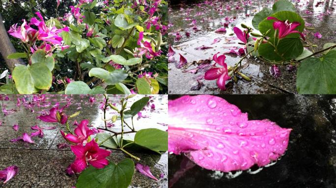 紫荆花扶桑花佛槿花落叶雨花扫地下雨花开