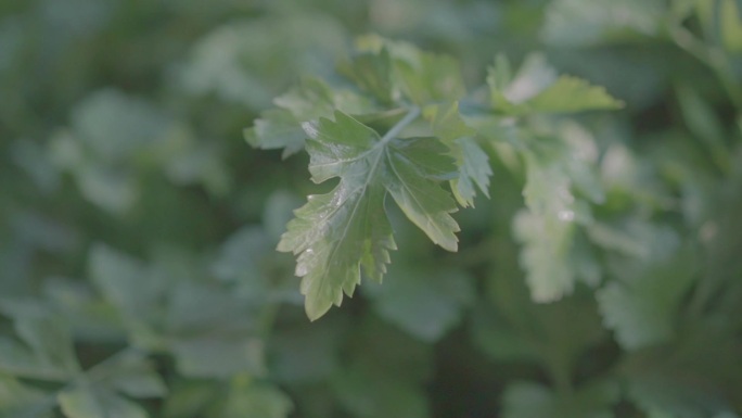 植物取样