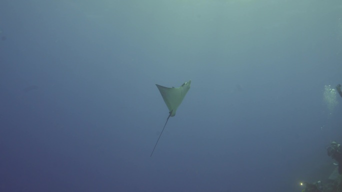 在深海里的鳐鱼水底鱼类种类物种