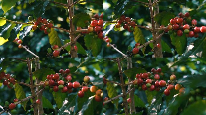 咖啡种植园树枝上的咖啡豆