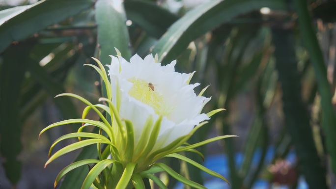 蜜蜂在白色火龙果花采蜜