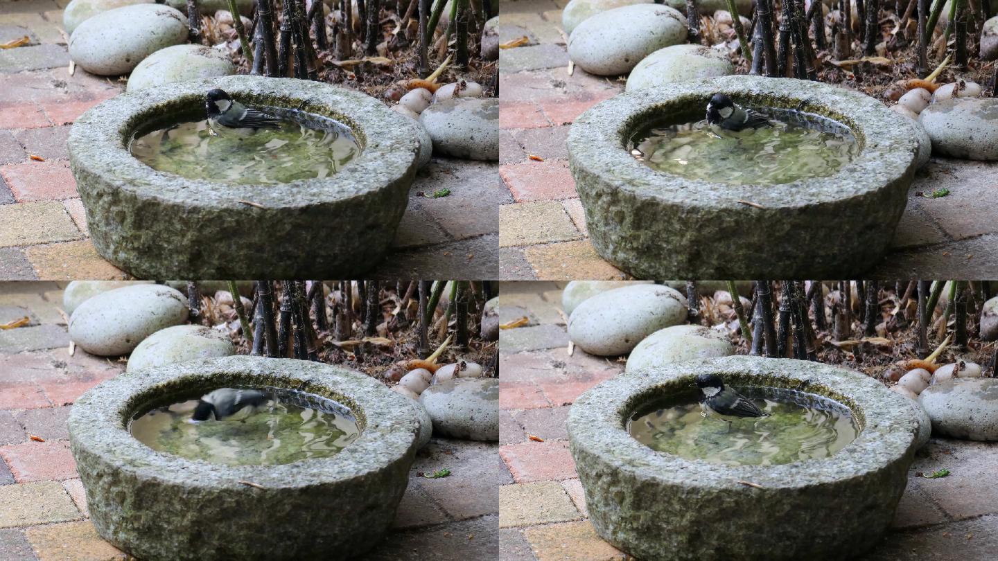 大山雀在花园的石水池里洗澡