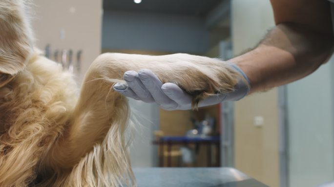宠物医院实拍视频素材空镜狗狗小狗金毛给狗