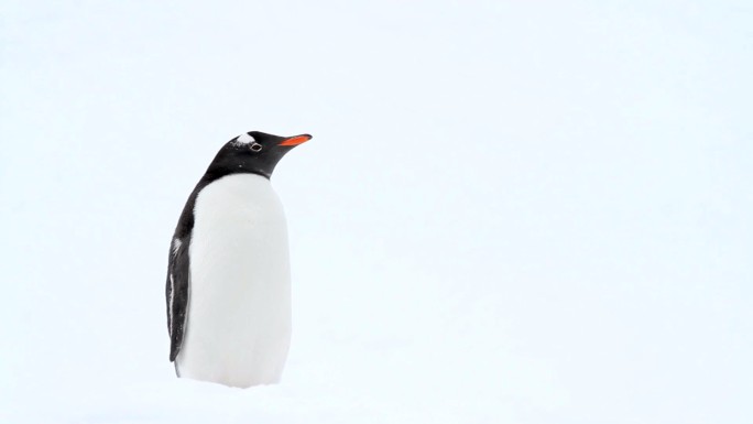 南极企鹅南极企业寒冷帝企鹅