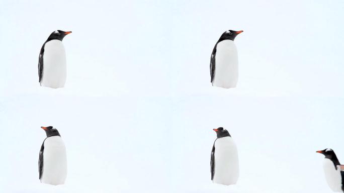 南极企鹅南极企业寒冷帝企鹅