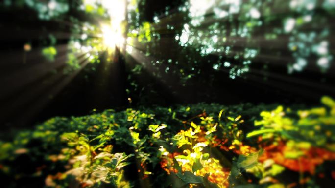 森林中的早晨慢镜头