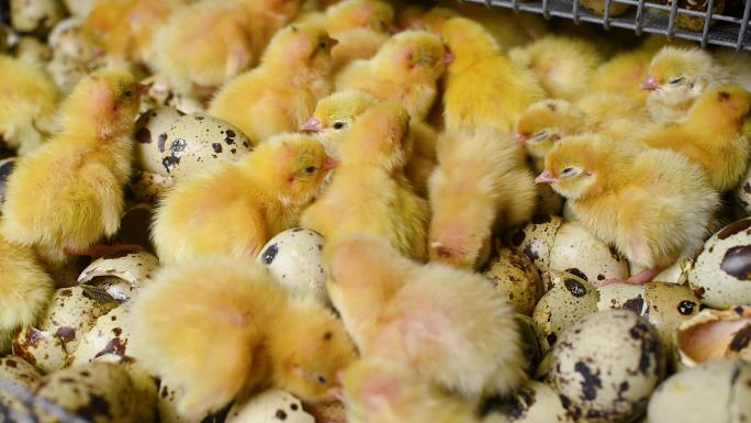 在家禽养殖场的孵化器中的孵化鸡