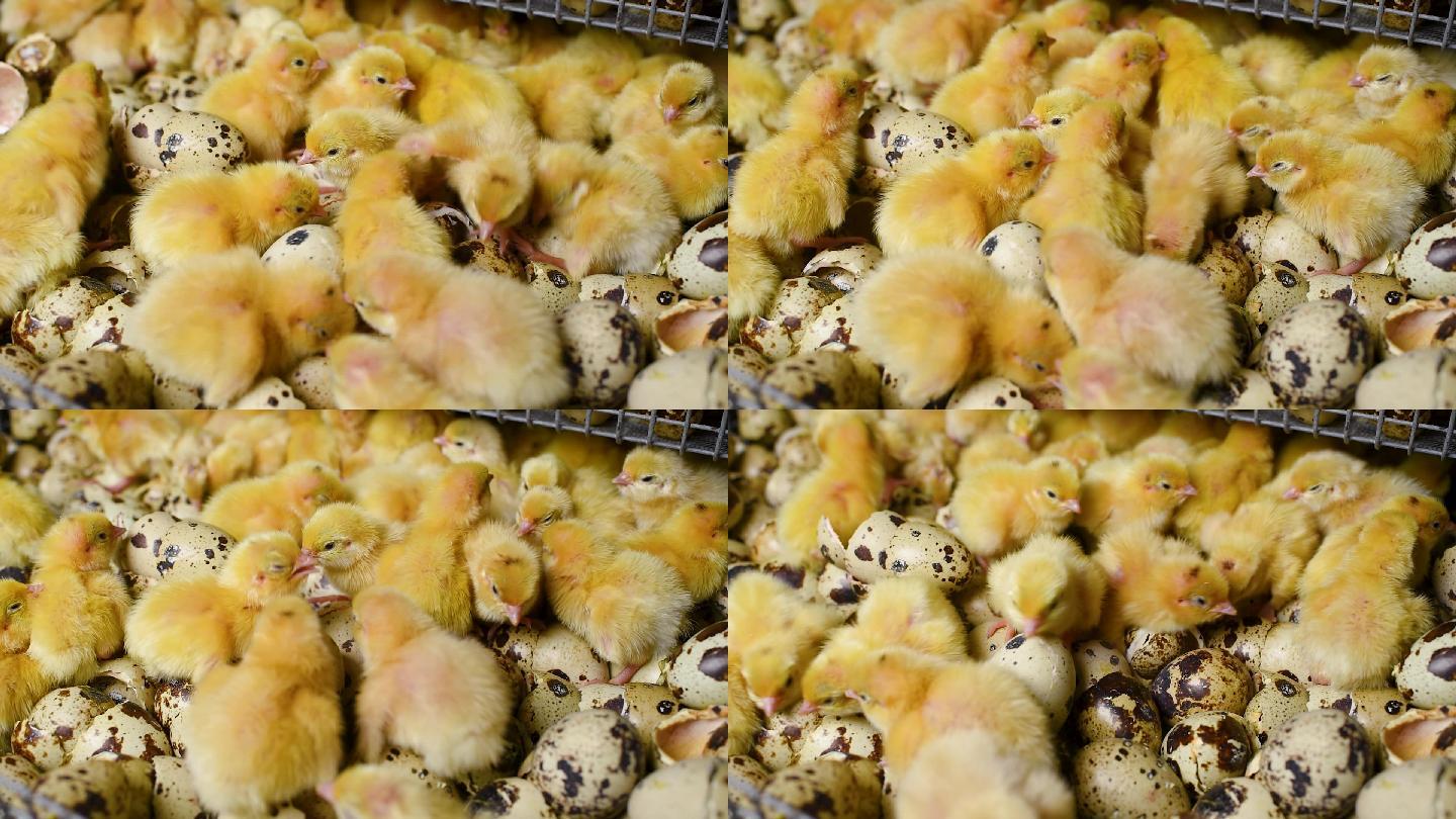 在家禽养殖场的孵化器中的孵化鸡