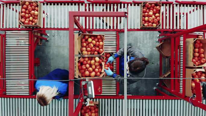工人在输送机上安置西红柿的俯视图。