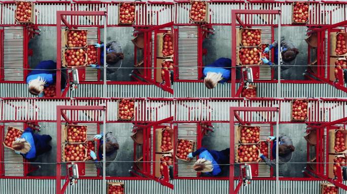 工人在输送机上安置西红柿的俯视图。
